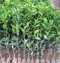 GIỐNG CAM SÀNH