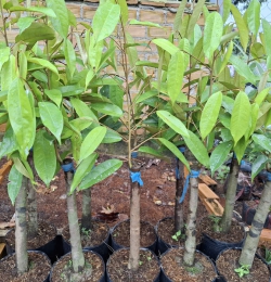 CÂY GIỐNG SẦU RIÊNG