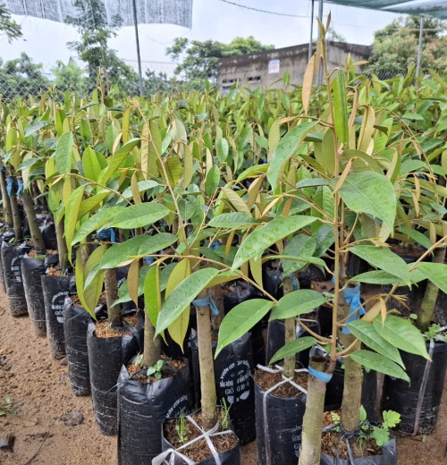 SẦU RIÊNG RI 6
